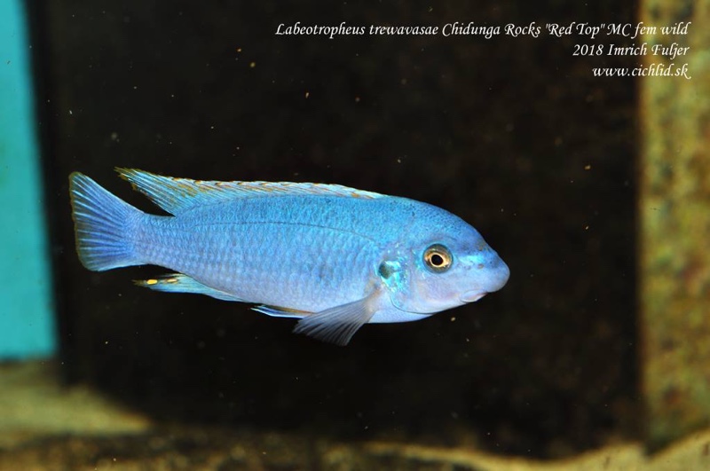 Labeotropheus trewavasae 'Chidunga Rocks'